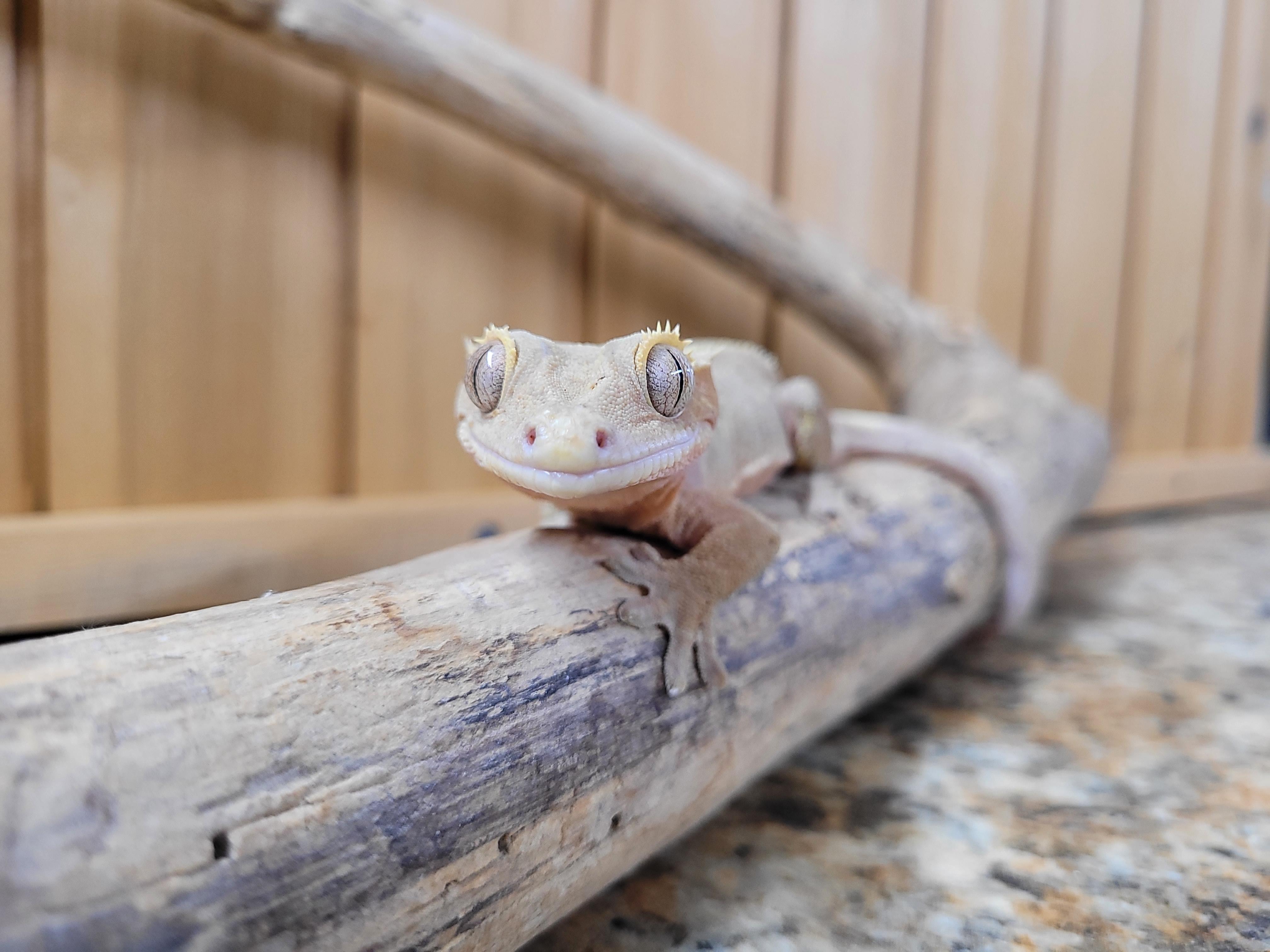 Enlarge Eddie, a Adopted Gecko in Sheboygan Falls, WI image 4/5