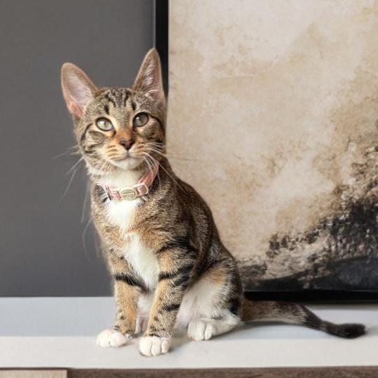 Merriment and Mischief, Adoptable, Kitten Female Domestic Short Hair.