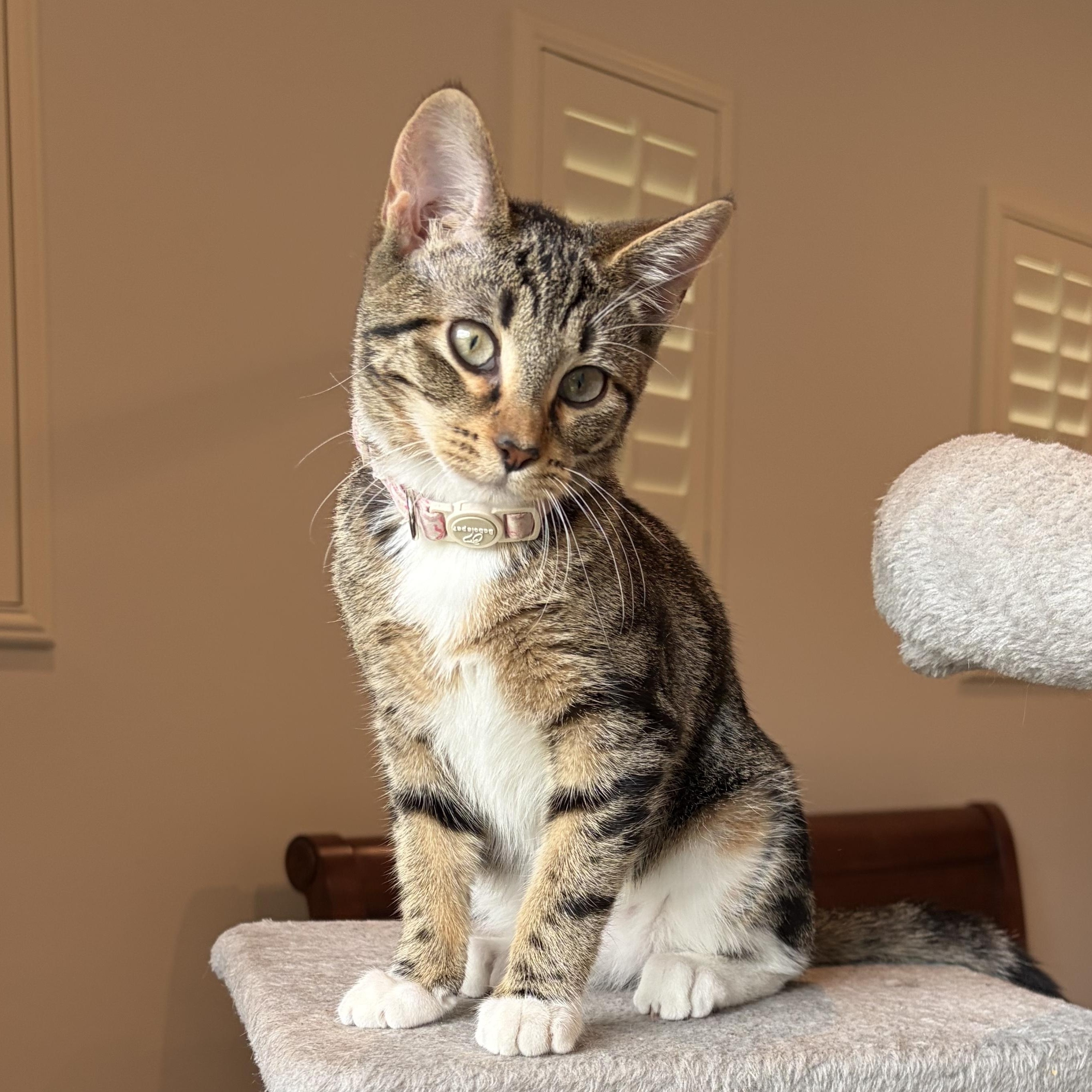 Merriment and Mischief, a Adoptable Domestic Short Hair in Boston, MA image 3/4