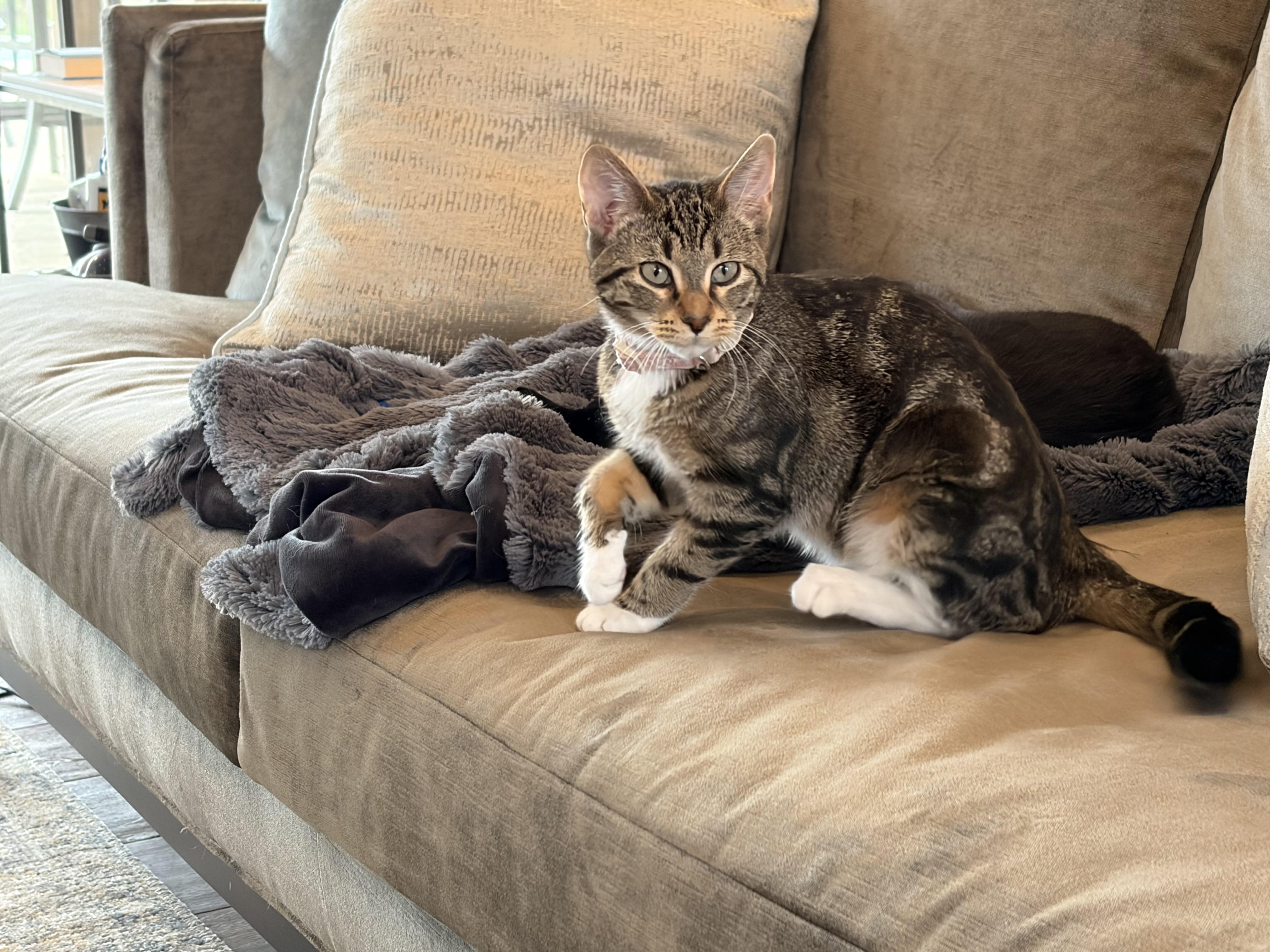 Merriment and Mischief, a Adoptable Domestic Short Hair in Boston, MA image 4/4