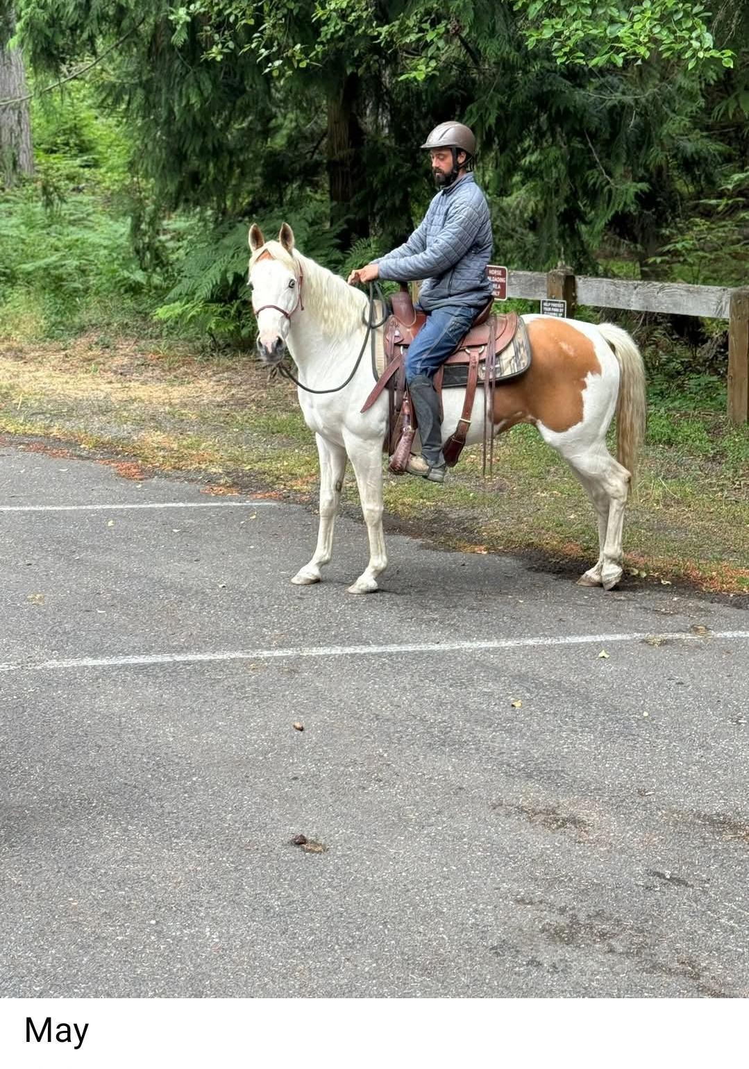 Enlarge May, a Adopted Paint / Pinto in Sequim, WA image 1/3