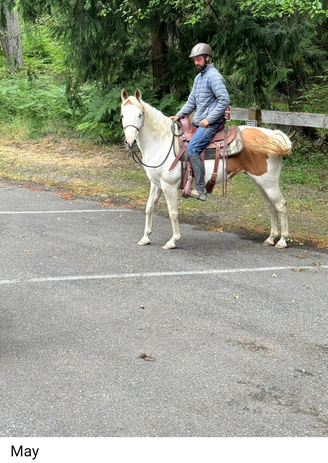 Enlarge May, a Adopted Paint / Pinto in Sequim, WA image 2/3