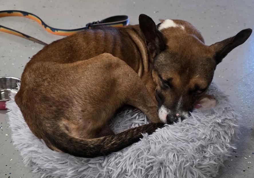 Moore, Adoptable, Adult Male Terrier & Basenji.