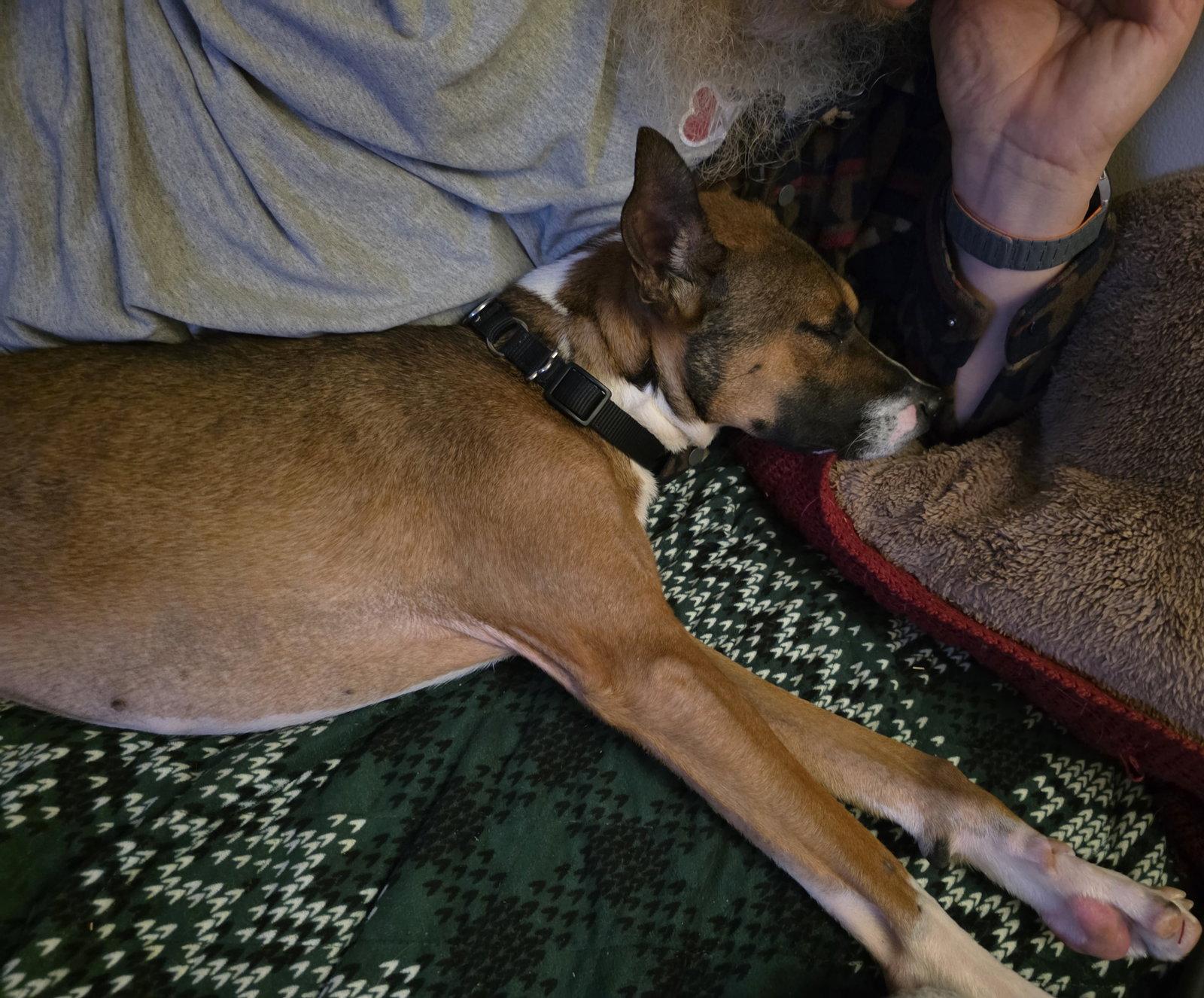 Enlarge Moore, a Adoptable mixed breed in Brooklyn Center, MN image 2/3