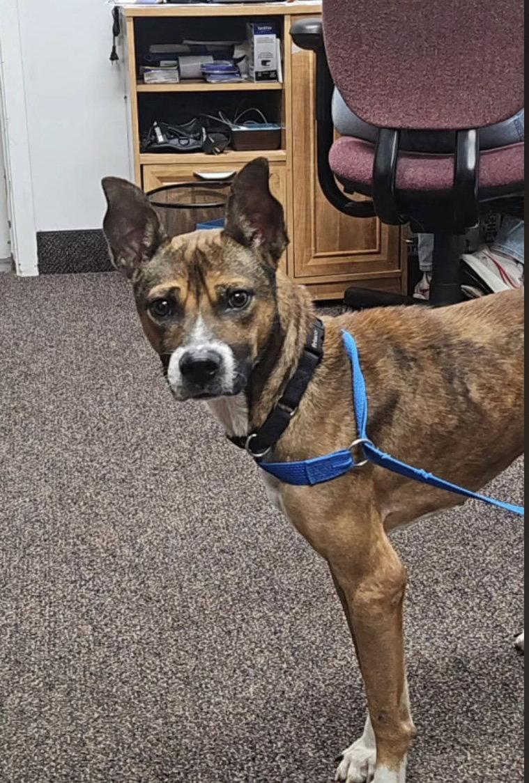 Enlarge Moore, a Adoptable mixed breed in Brooklyn Center, MN image 3/3