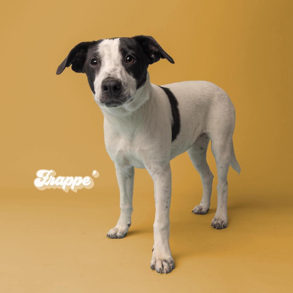 Frappe, Adoptable, Young Female Mixed Breed.