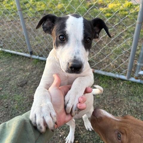 Enlarge Frappe, a Adoptable Mixed Breed in Oxford, ME image 2/6