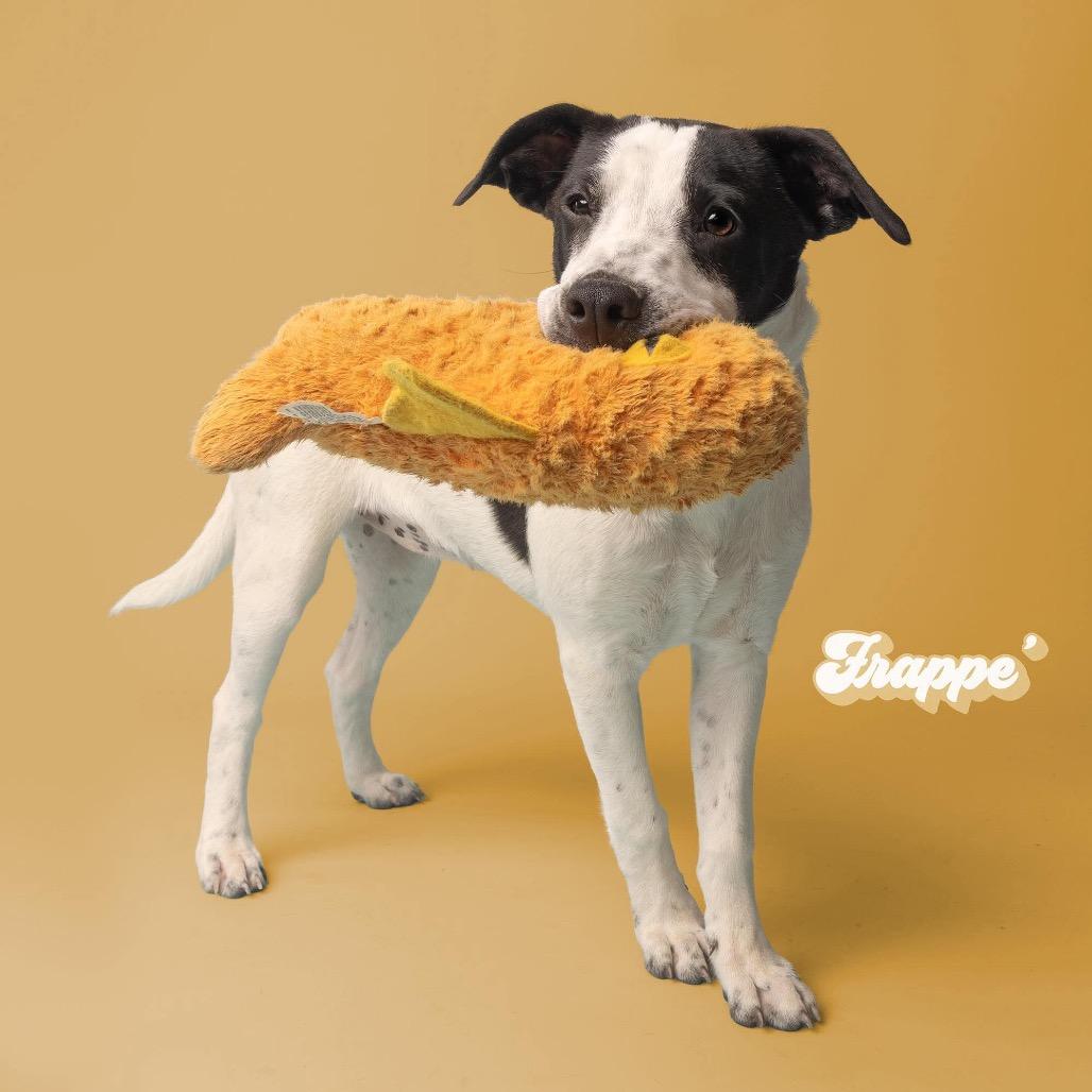Enlarge Frappe, a Adoptable Mixed Breed in Oxford, ME image 3/6