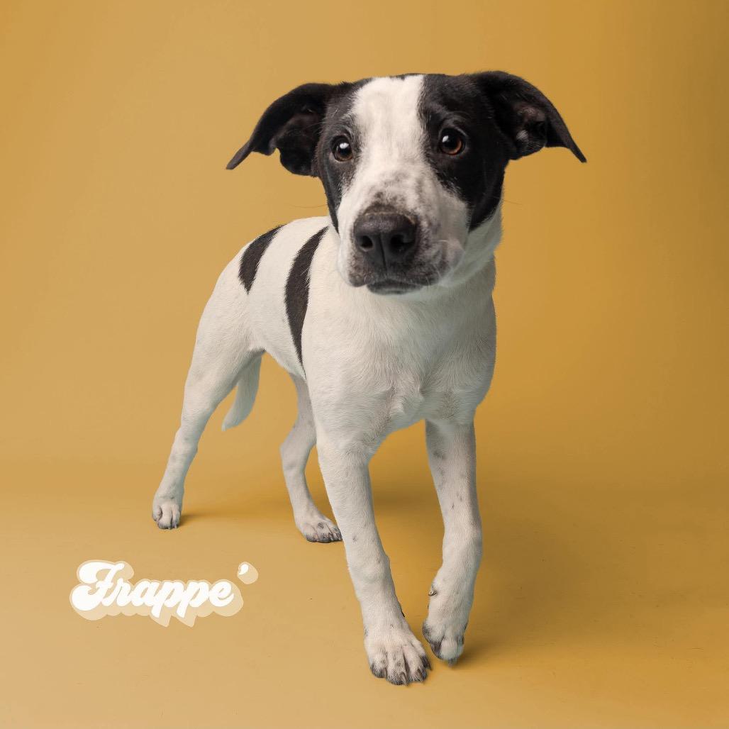 Enlarge Frappe, a Adoptable Mixed Breed in Oxford, ME image 4/6