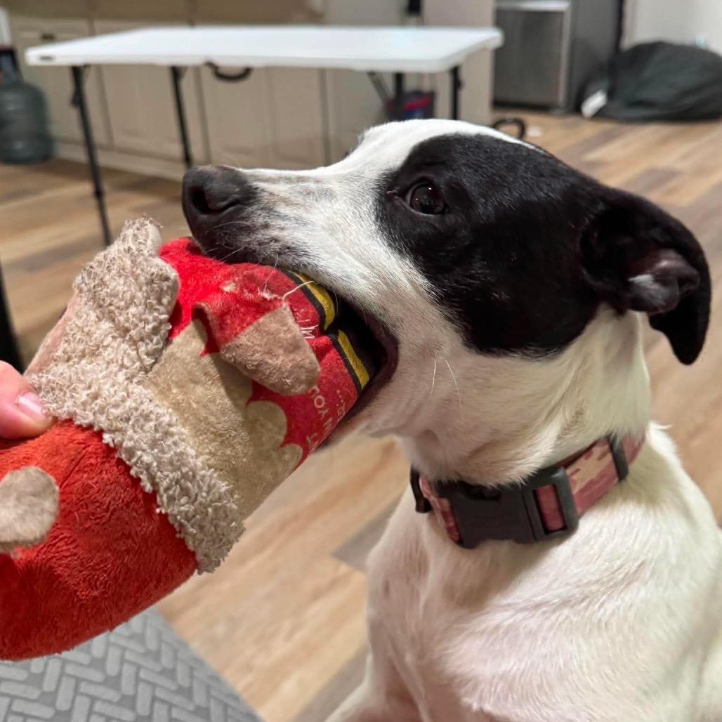 Enlarge Frappe, a Adoptable Mixed Breed in Oxford, ME image 5/6