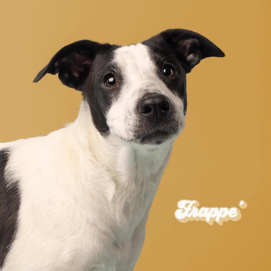 Enlarge Frappe, a Adoptable Mixed Breed in Oxford, ME image 6/6
