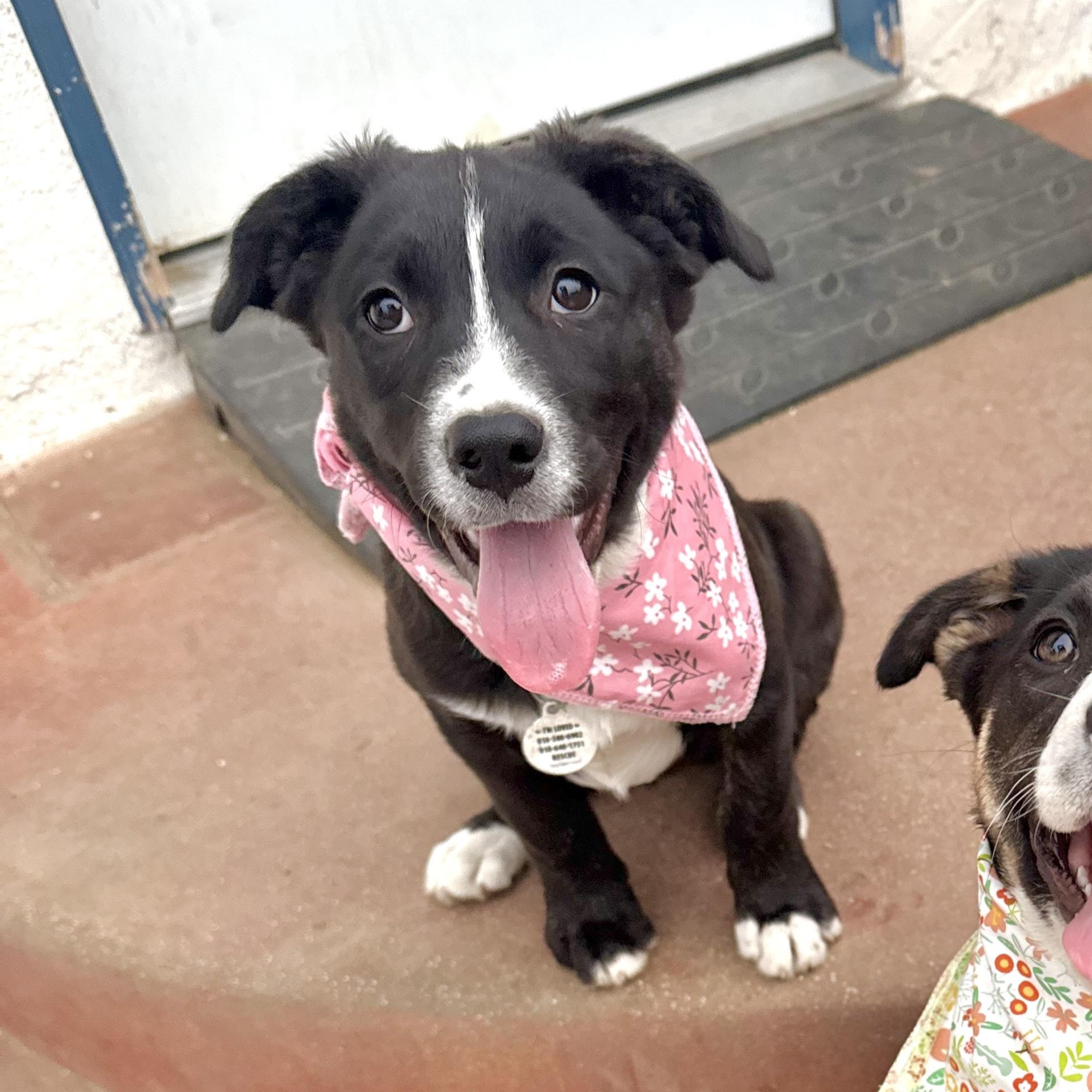 Enlarge KitKat, an adopted mixed breed in Sun Valley, CA image 5/6