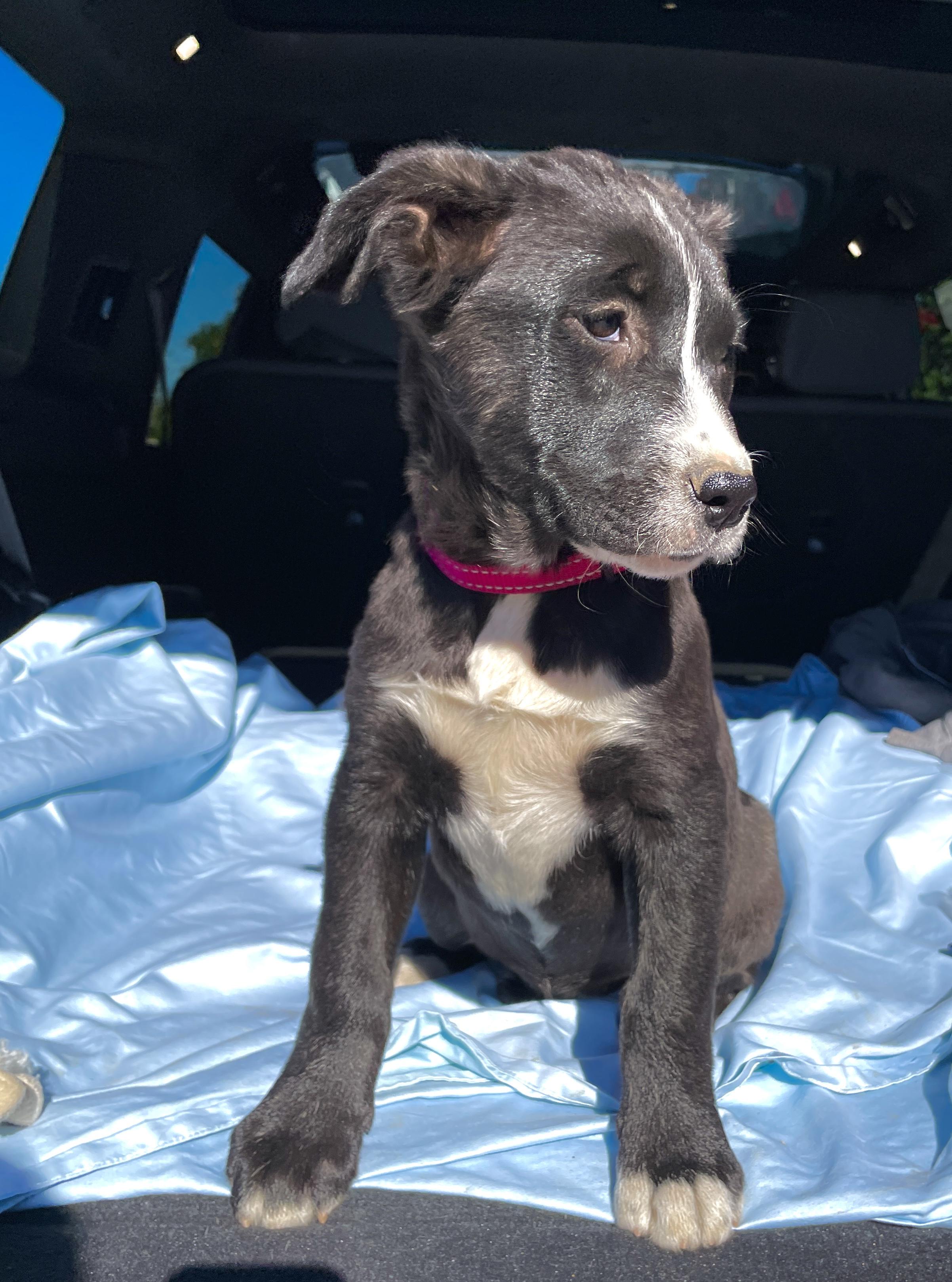 Enlarge KitKat, a ADOPTABLE mixed breed in Sun Valley, CA image 5/5