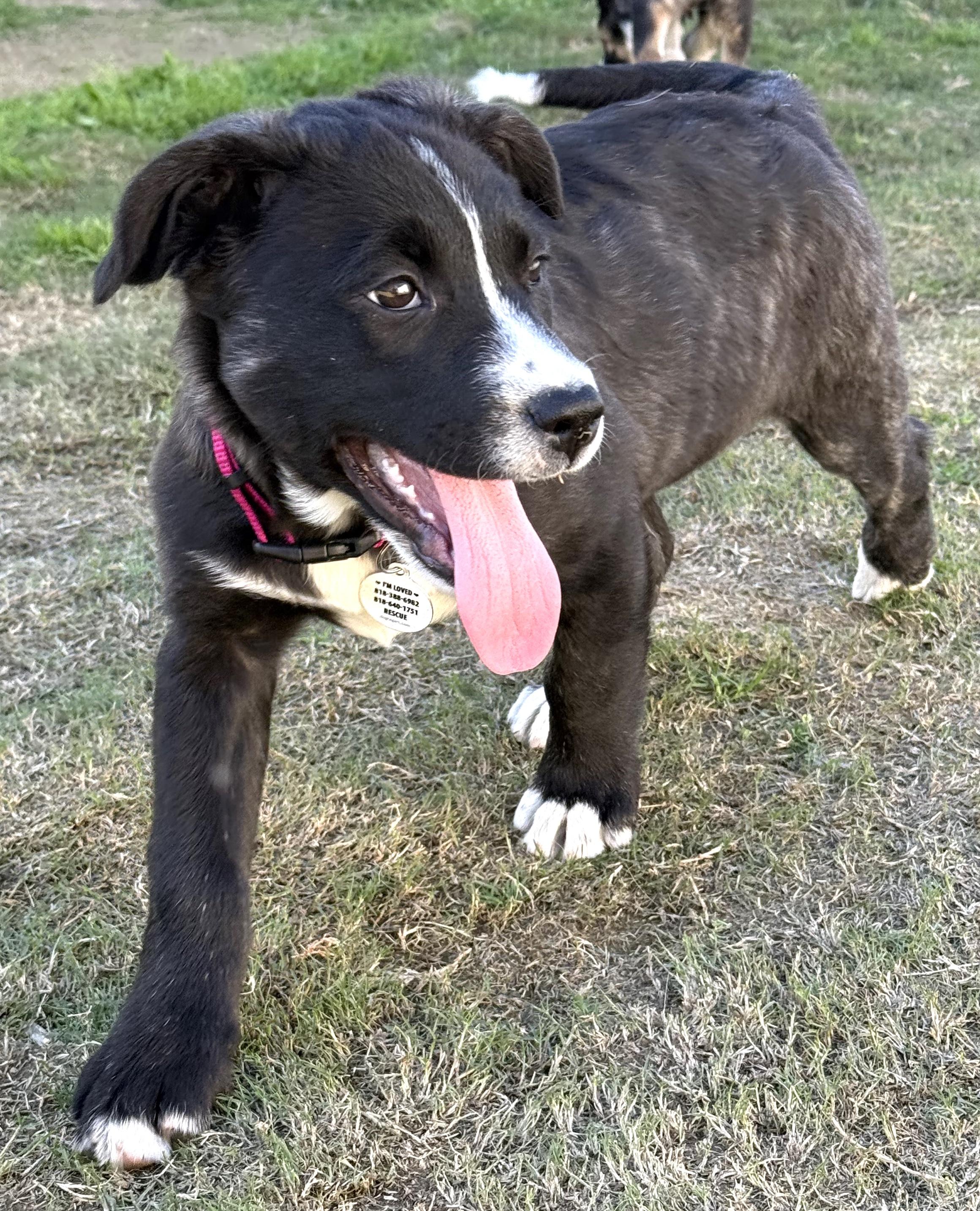Enlarge KitKat, a ADOPTABLE mixed breed in Sun Valley, CA image 2/5
