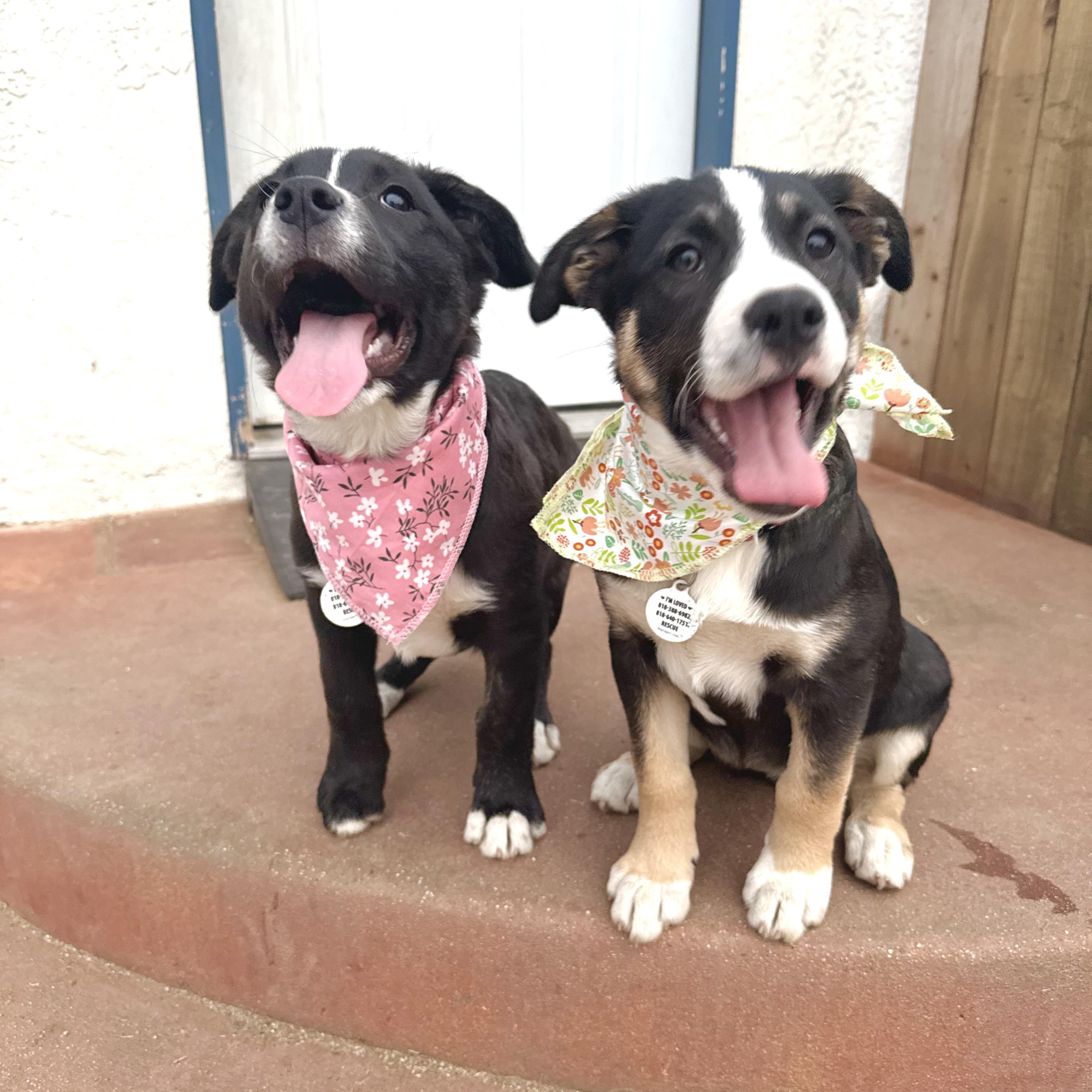 Enlarge KitKat, an adopted mixed breed in Sun Valley, CA image 6/6