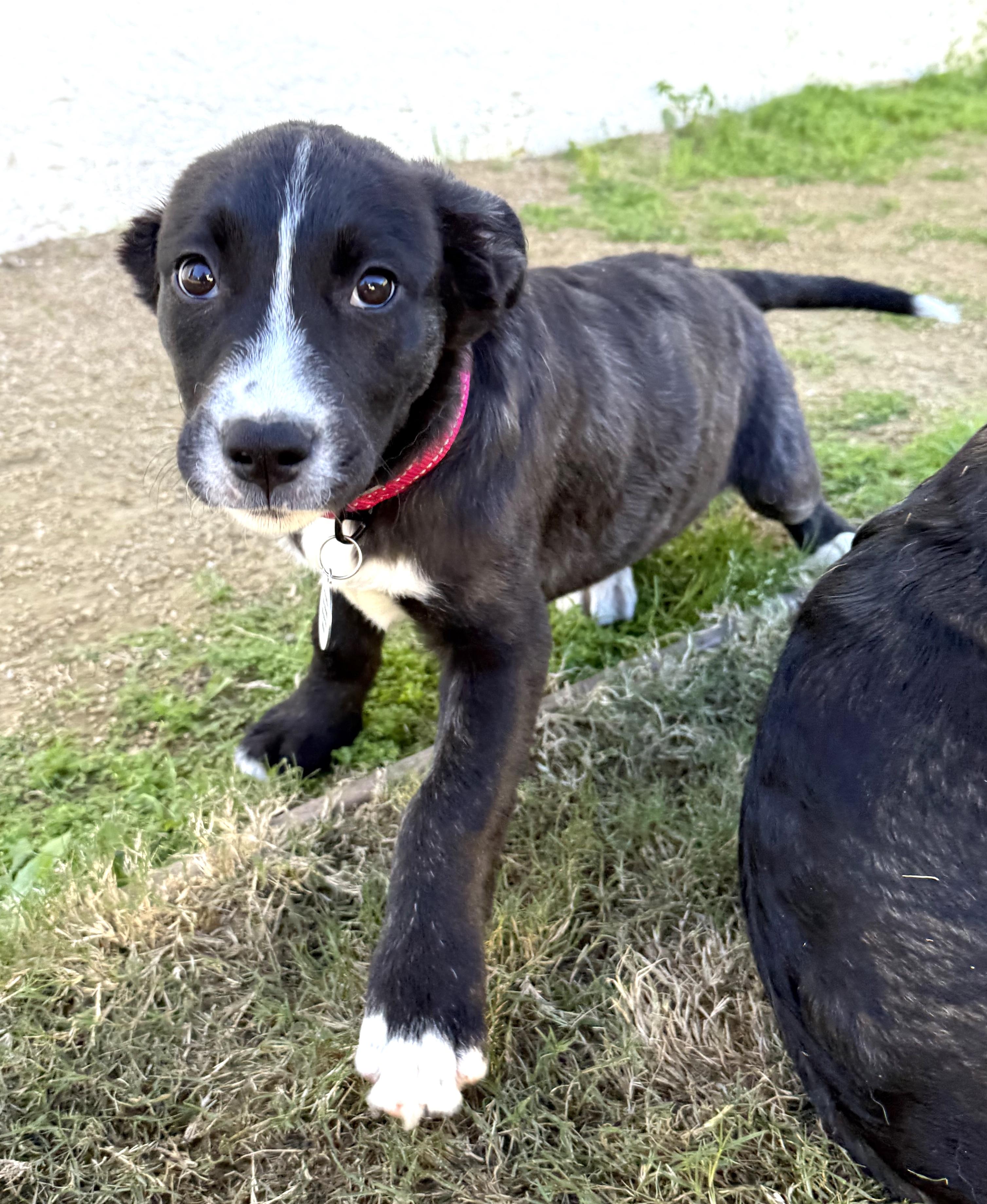 Enlarge KitKat, a ADOPTABLE mixed breed in Sun Valley, CA image 3/5