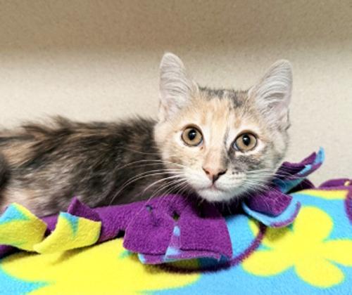 Enlarge KATE, an adopted Tortoiseshell in San Clemente, CA image 1/1