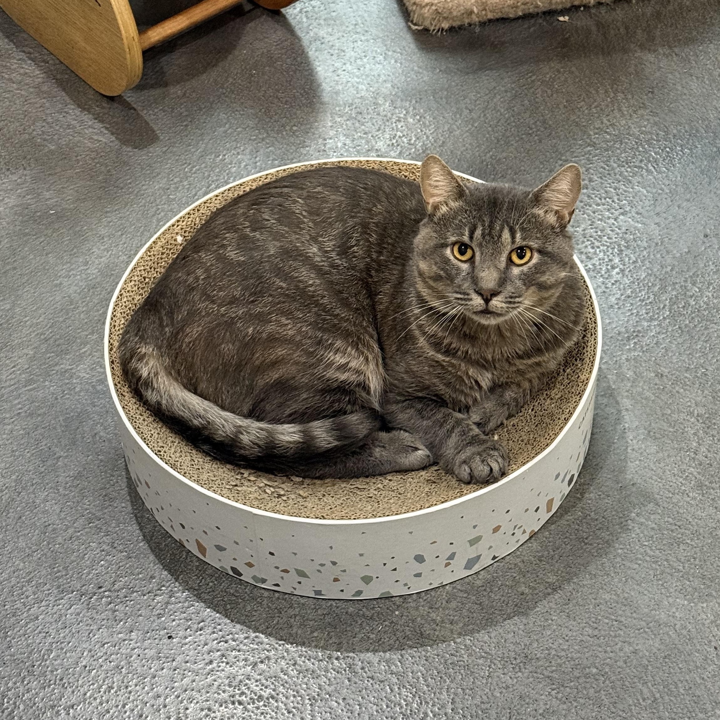 Enlarge Preston, a Adoptable mixed breed in West Milford, NJ image 1/6