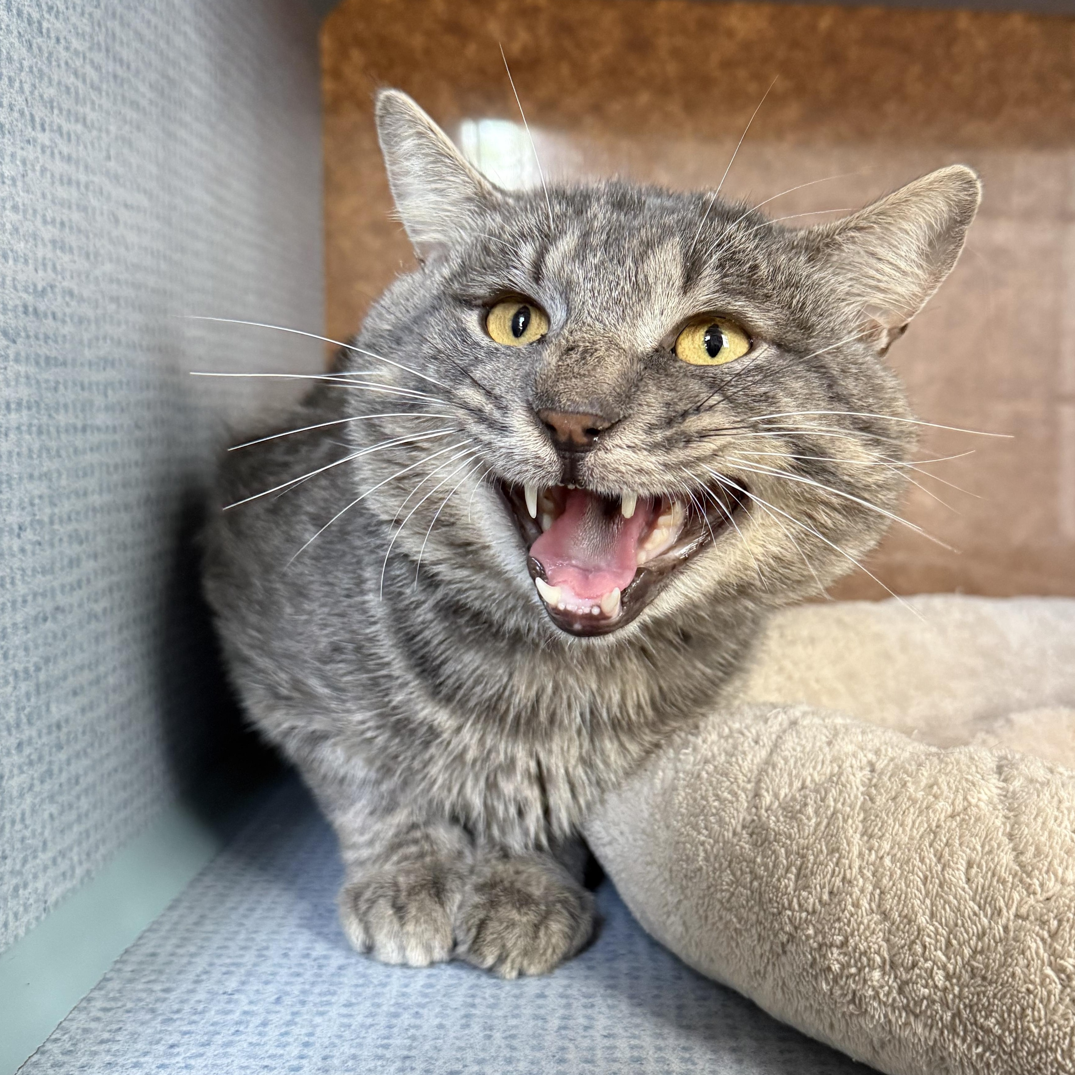 Preston, a ADOPTABLE mixed breed in West Milford, NJ image 2/5