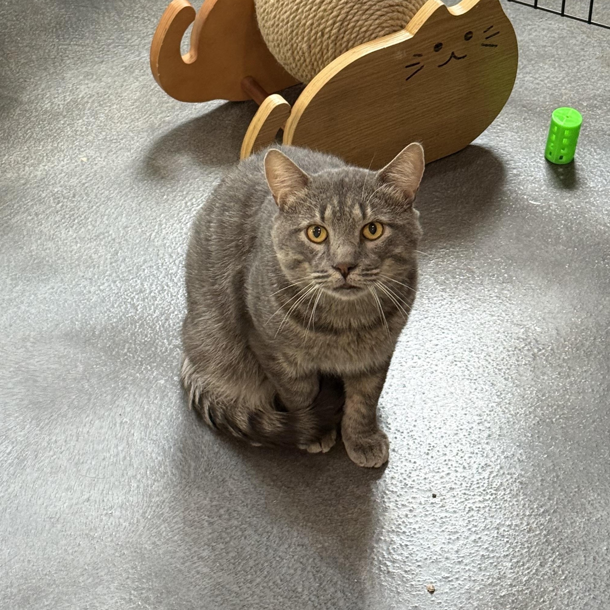 Enlarge Preston, a Adoptable mixed breed in West Milford, NJ image 6/6
