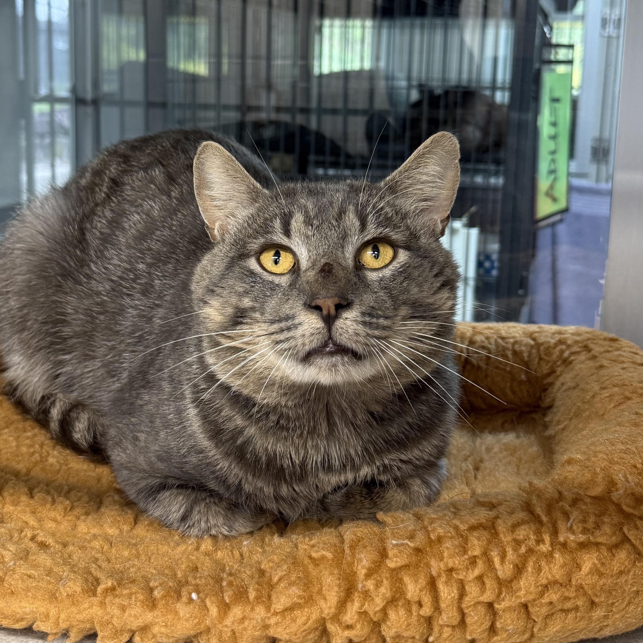 Preston, ADOPTABLE, Adult Male Domestic Short Hair.