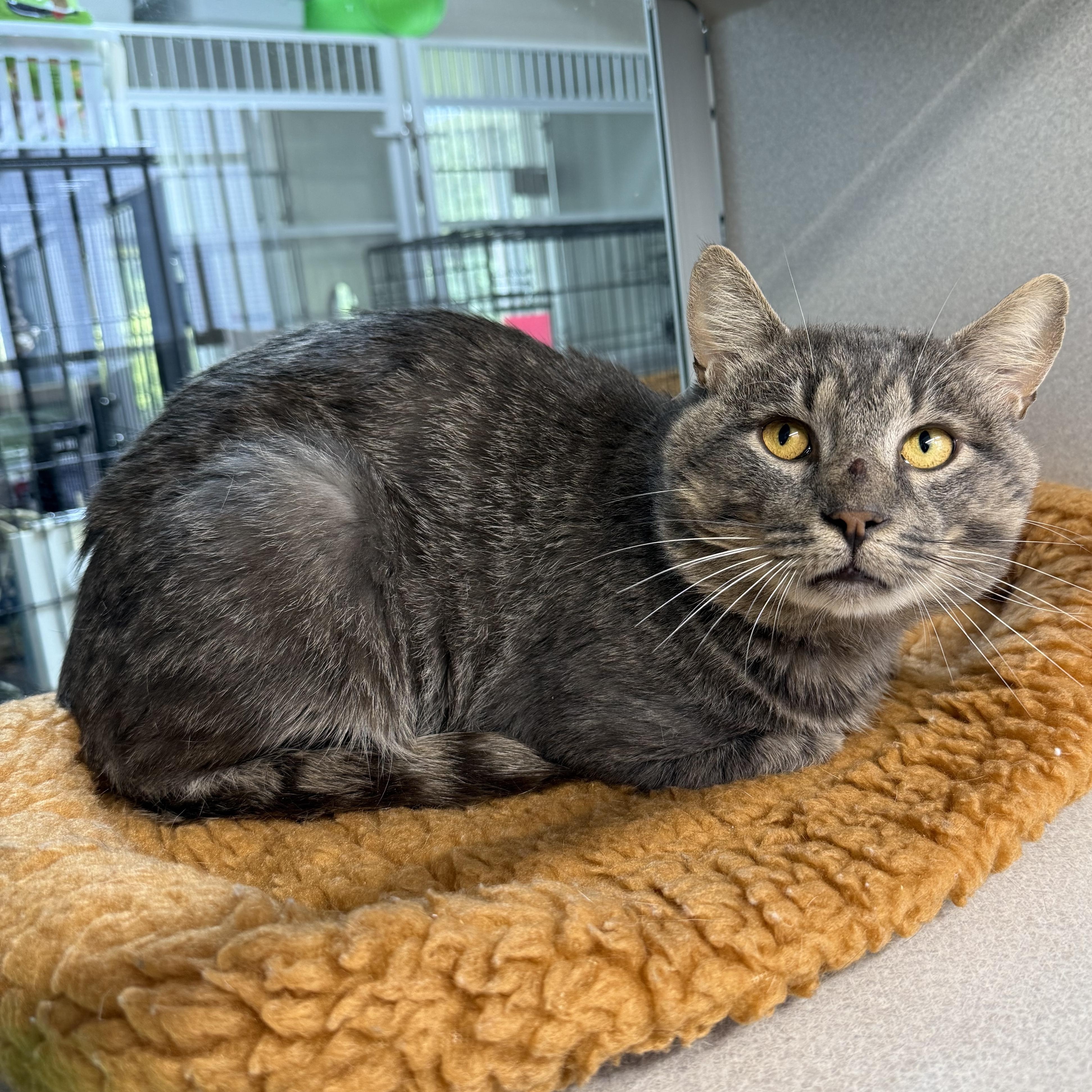 Preston, a ADOPTABLE mixed breed in West Milford, NJ image 4/5