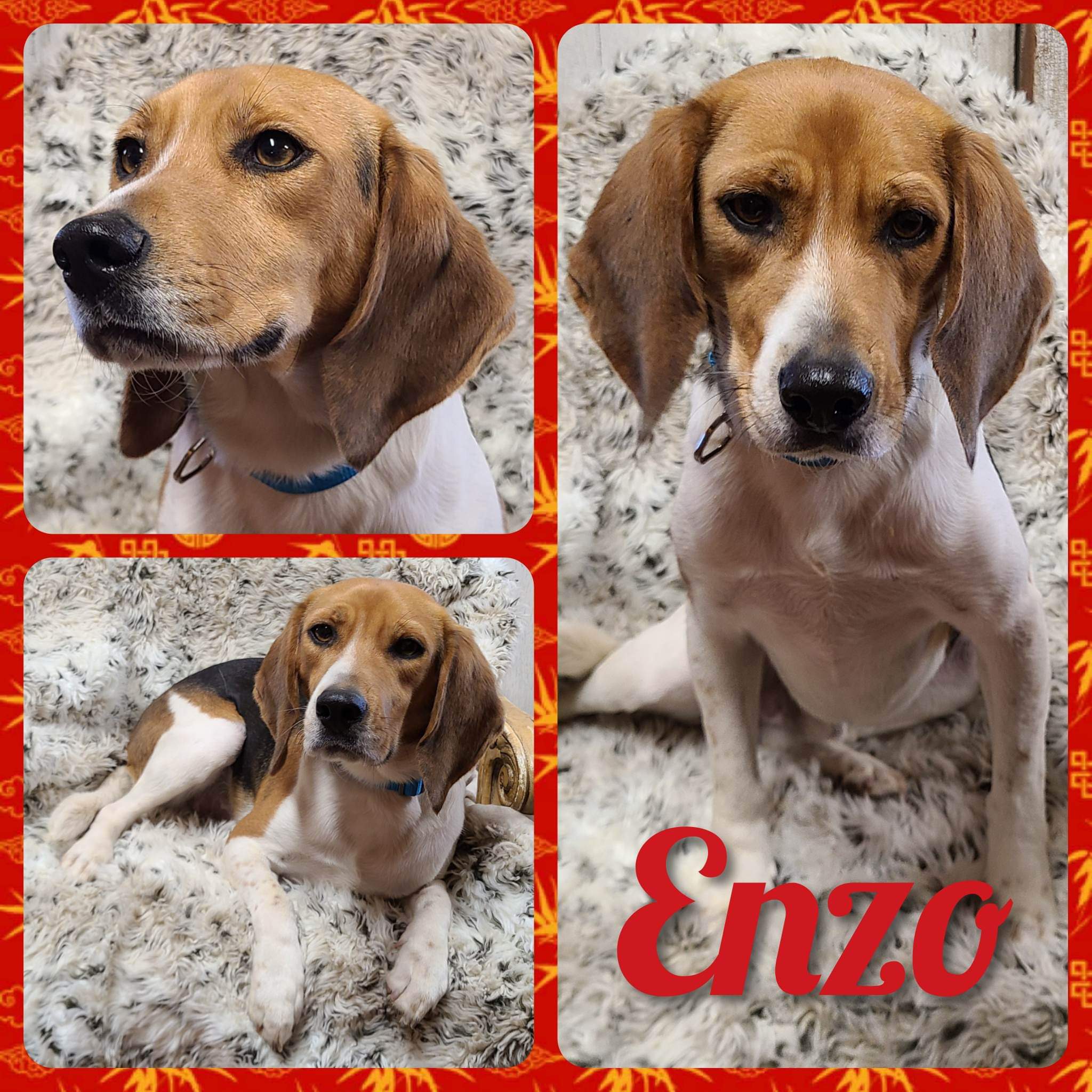 Enzo