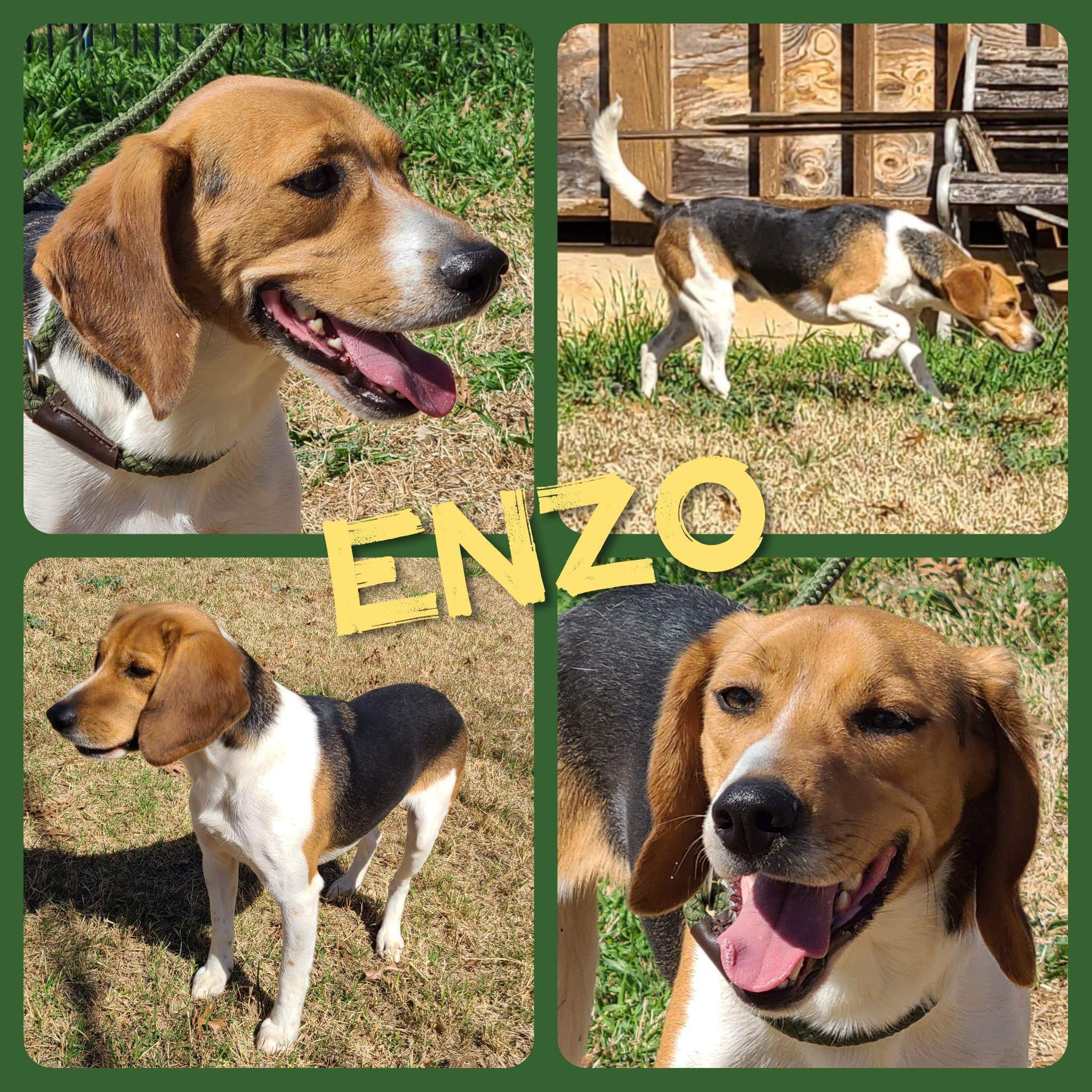Enzo