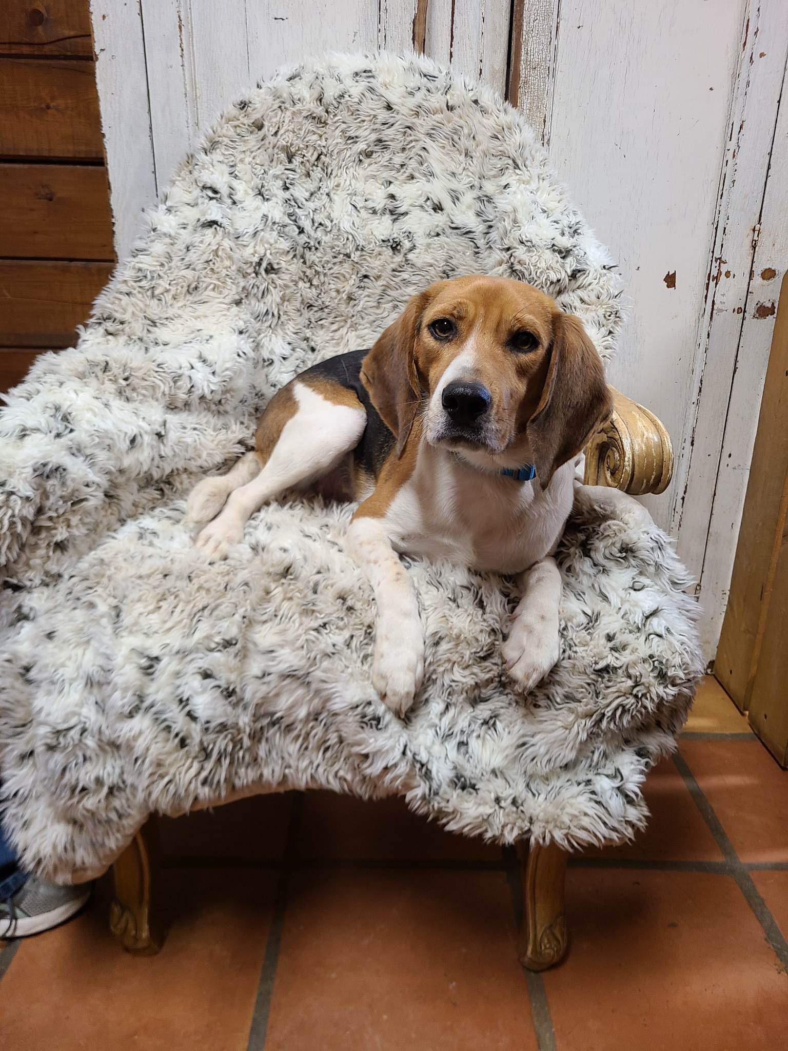 Enzo