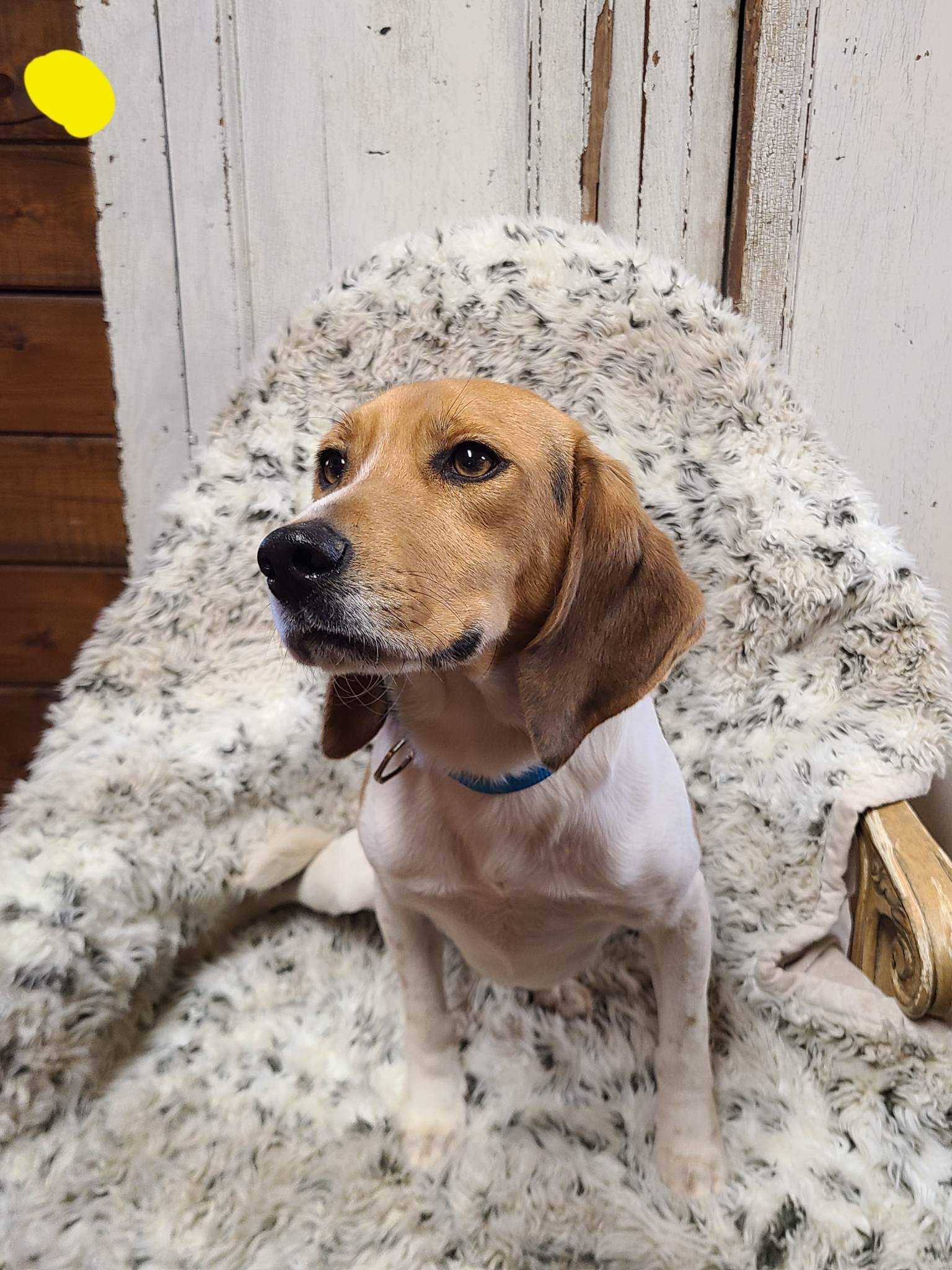 Enzo