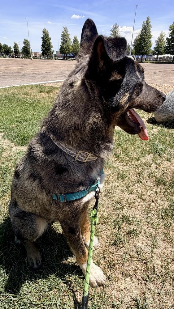CANYON, Adoptable, Adult Male Shepherd.