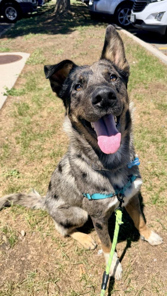 CANYON, a Adoptable mixed breed in Thornton, CO image 2/6