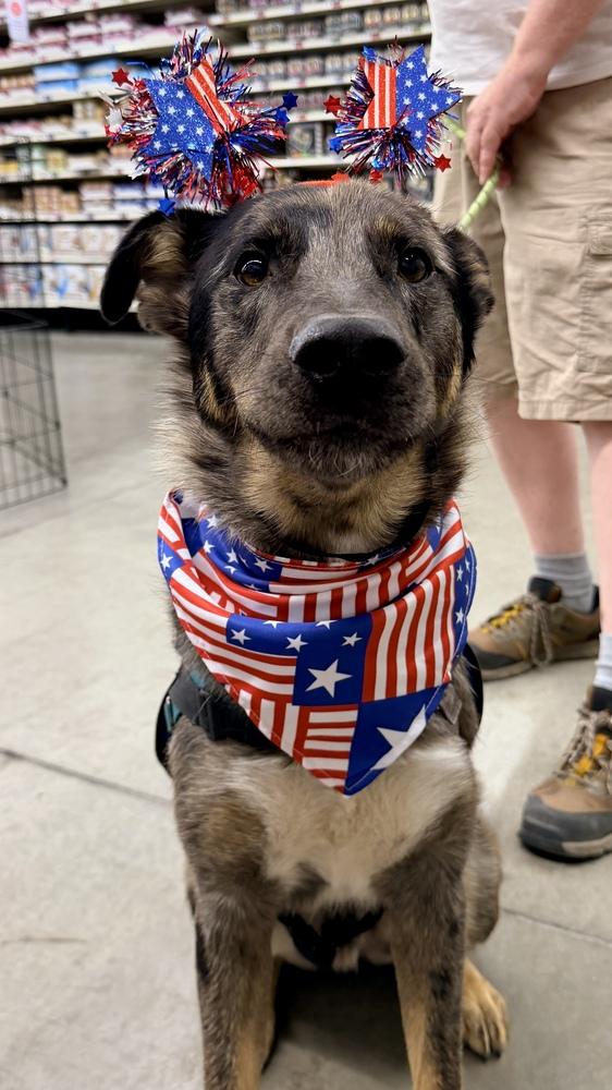 CANYON, a Adoptable mixed breed in Thornton, CO image 3/6
