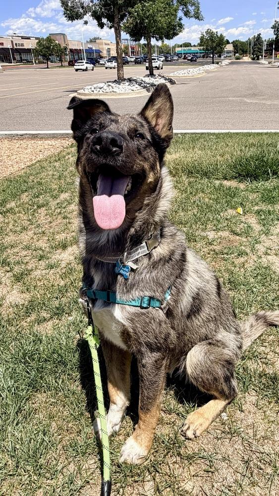 CANYON, a Adoptable mixed breed in Thornton, CO image 4/6