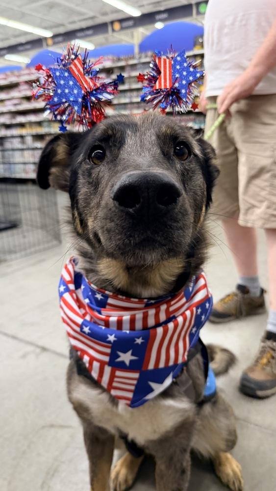 CANYON, a Adoptable mixed breed in Thornton, CO image 5/6