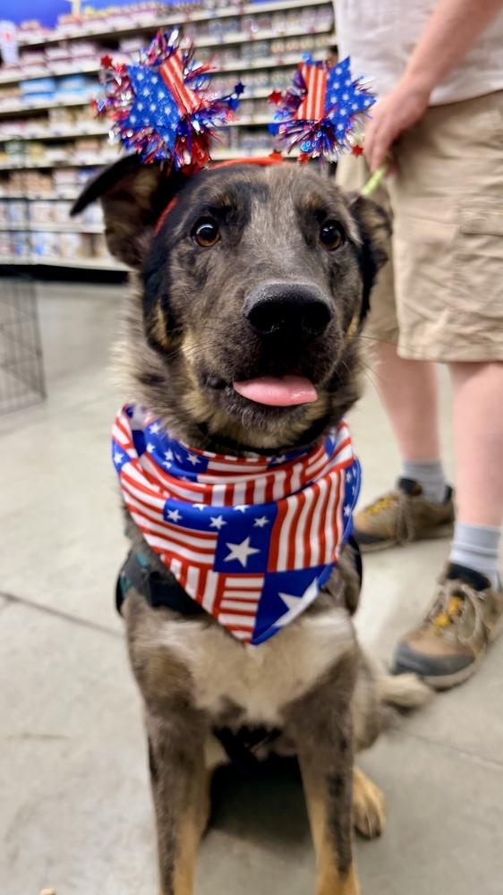 CANYON, a Adoptable mixed breed in Thornton, CO image 6/6