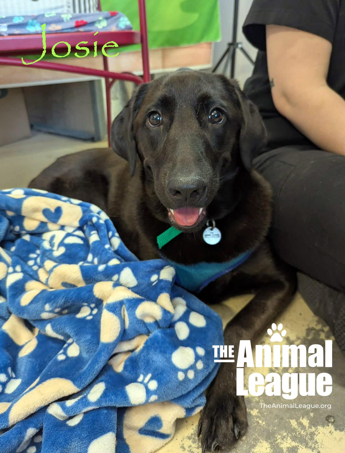 Enlarge Josie, a ADOPTABLE mixed breed in Groveland, FL image 2/4