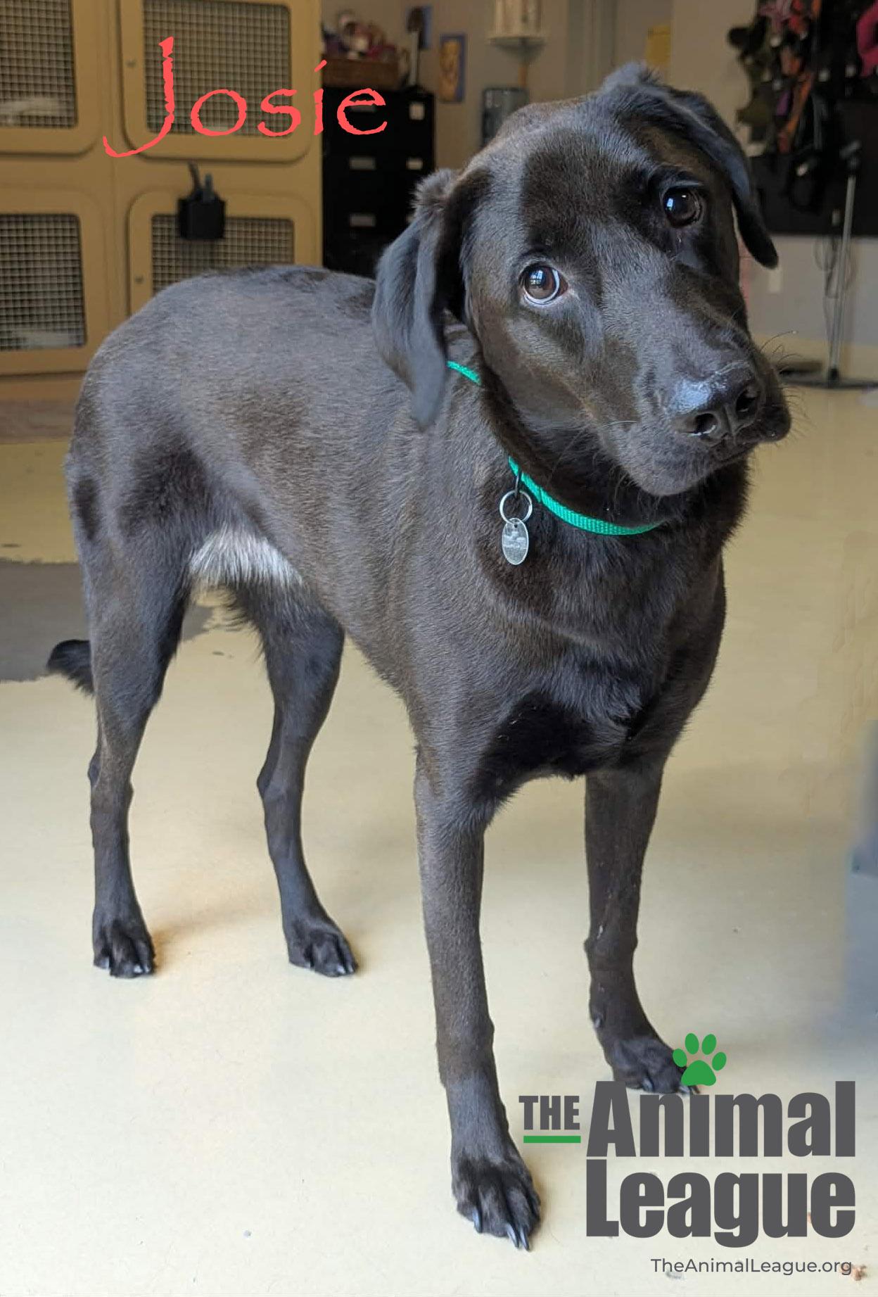 Enlarge Josie, a ADOPTABLE mixed breed in Groveland, FL image 3/4