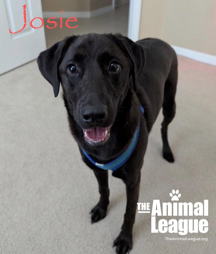 Josie, ADOPTABLE, Young Female Labrador Retriever.