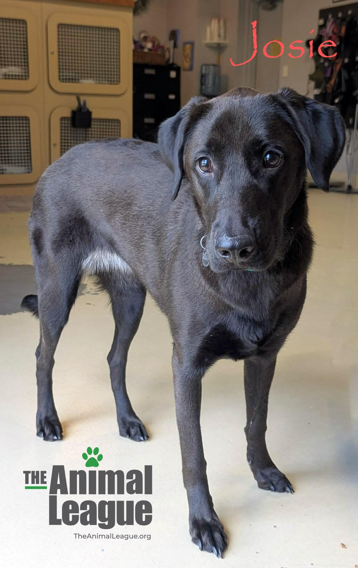 Enlarge Josie, a ADOPTABLE mixed breed in Groveland, FL image 4/4