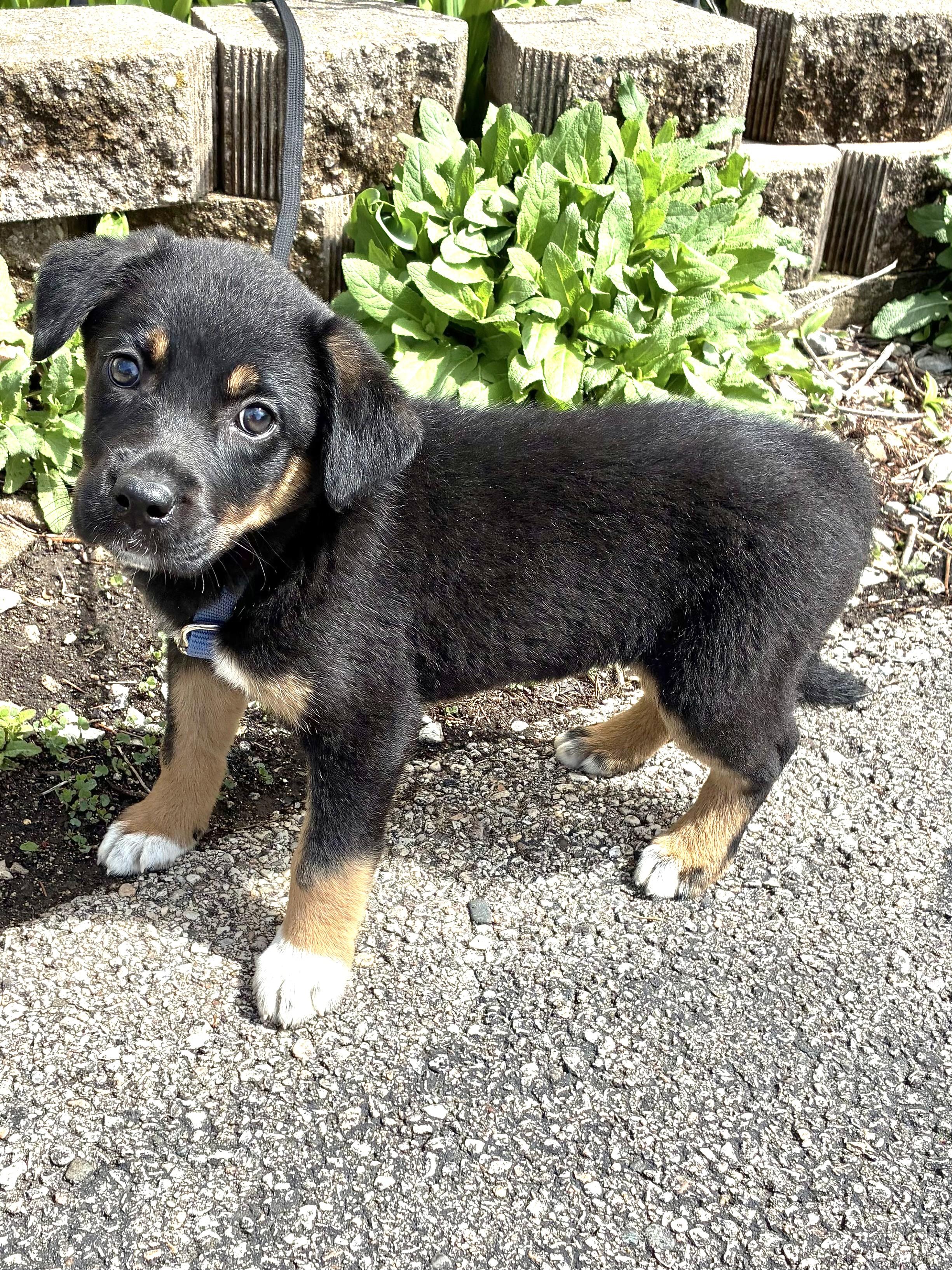 Enlarge Pocanna, a Adoptable mixed breed in West Chicago, IL image 3/3