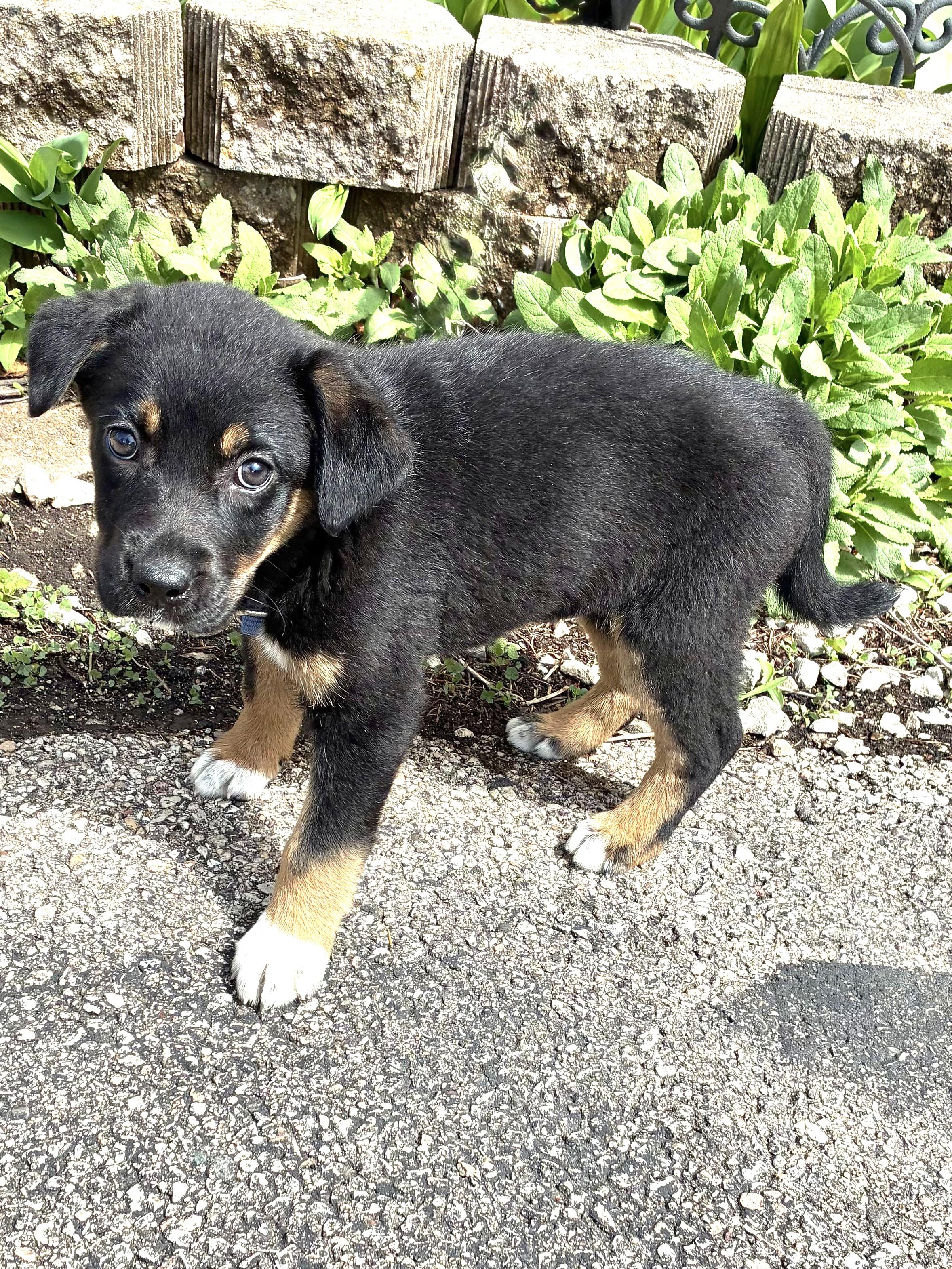 Enlarge Pocanna, a Adoptable mixed breed in West Chicago, IL image 2/3