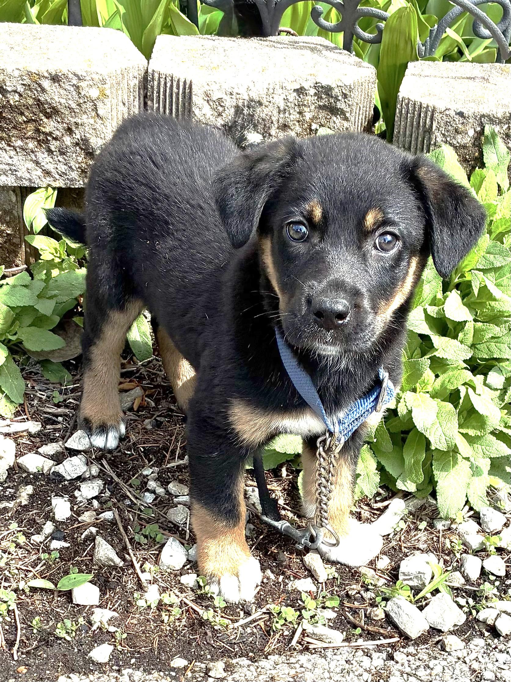 Pocanna, Adoptable, Puppy Female Mixed Breed.