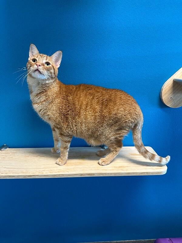 Dingle, Adoptable, Adult Male Domestic Short Hair.