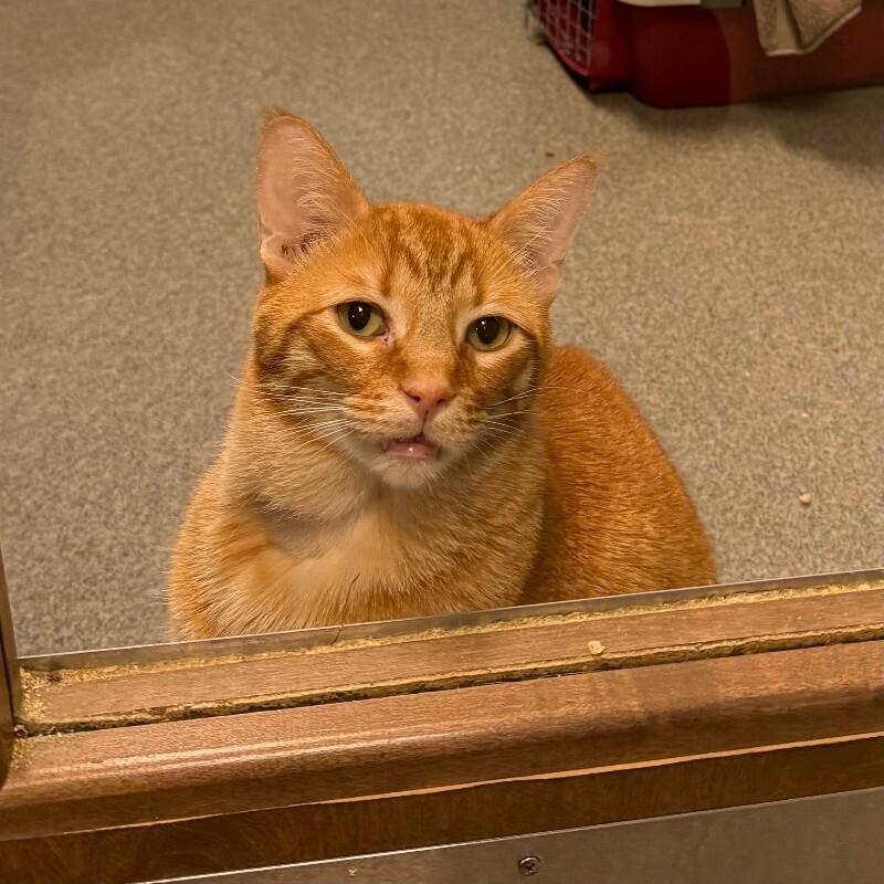 Dingle, a Adoptable Domestic Short Hair in Westminster, CO image 2/6