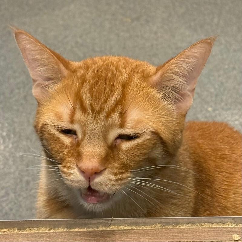 Dingle, a Adoptable Domestic Short Hair in Westminster, CO image 3/6