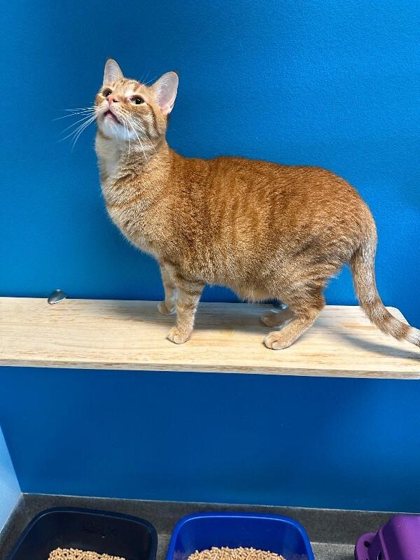 Dingle, a Adoptable Domestic Short Hair in Westminster, CO image 4/6