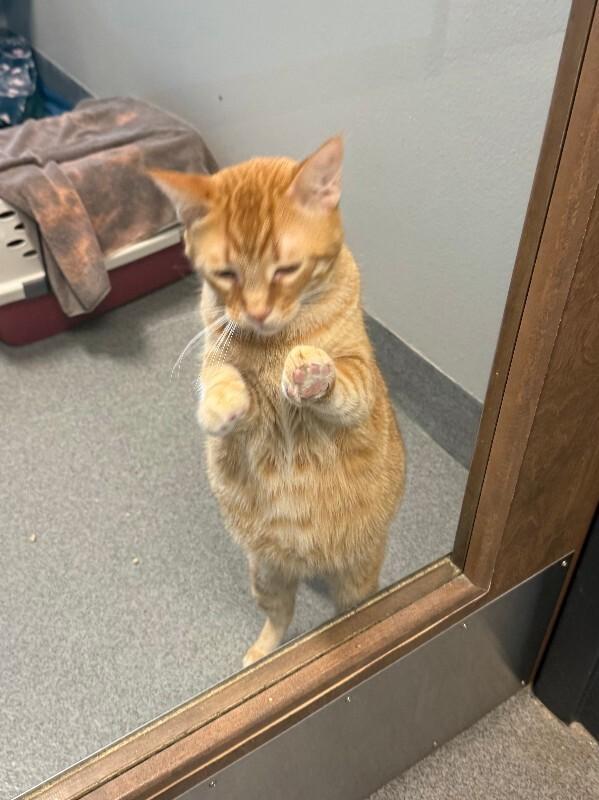 Dingle, a Adoptable Domestic Short Hair in Westminster, CO image 5/6