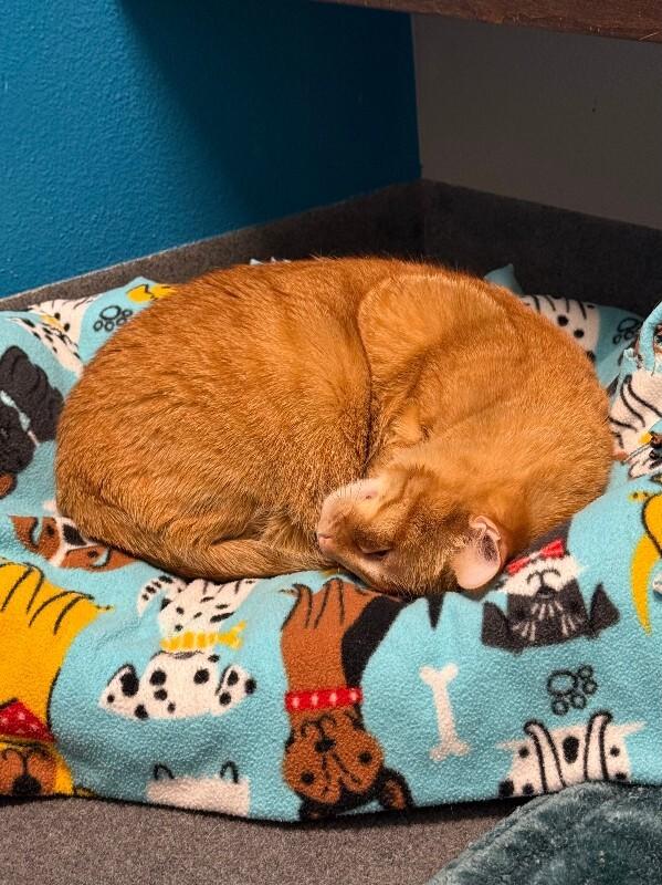 Dingle, a Adoptable Domestic Short Hair in Westminster, CO image 6/6