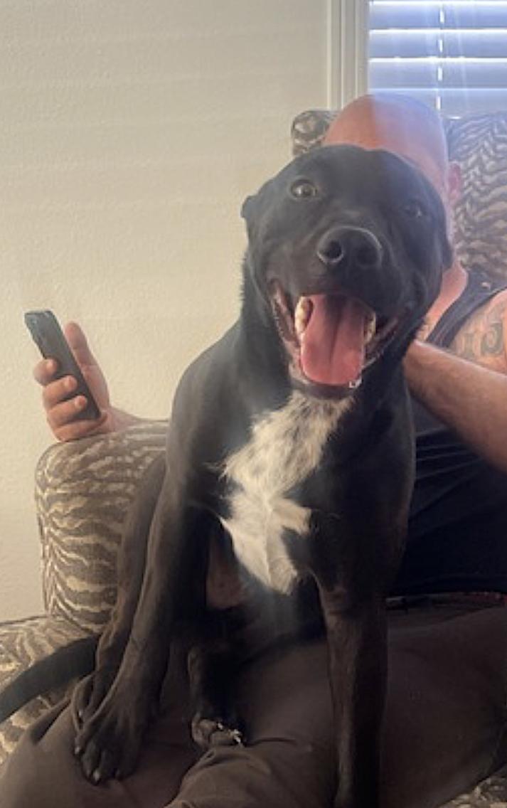 Spike, a Adoptable mixed breed in Sacramento, CA image 4/6